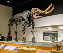 mastodon in new york state museum