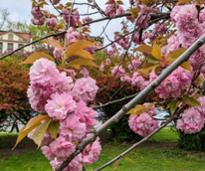 cherry blossoms in albany