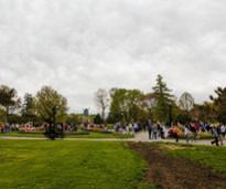 albany tulip festival from a distance