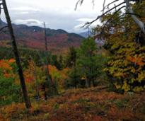 fall foliage view from mountain summit