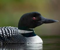 closeup of loon in water