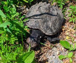 snapping turtle on the ground
