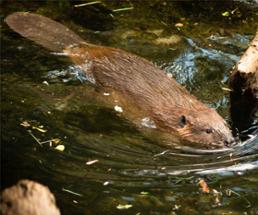 beaver swims in water