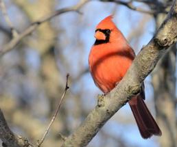 red cardinal in a tree