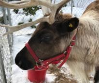 closeup of a reindeer