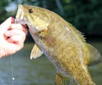 hand holding caught fish
