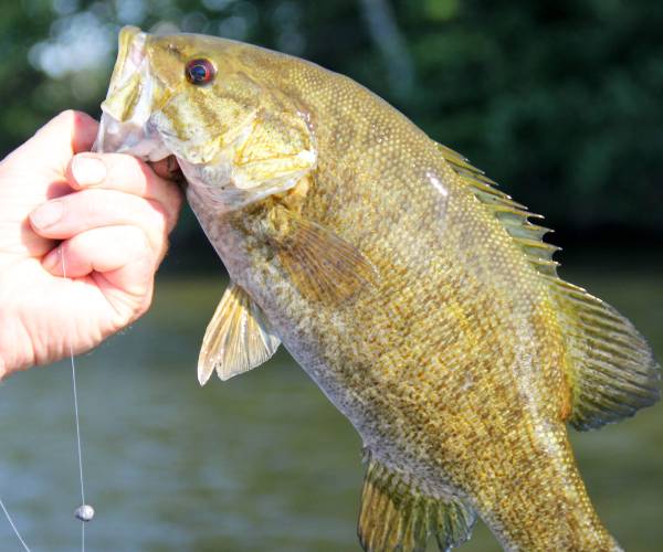 hand holding caught fish
