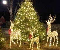 lit up reindeer by christmas trees