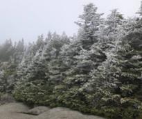 winter mountain trees