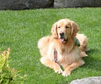 a golden retriever sitting on grass