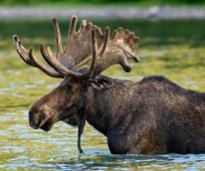 moose in water