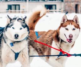 two sled dogs