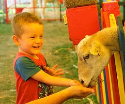 goat eating out of a child's hand