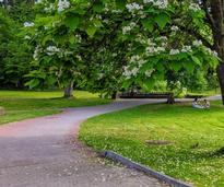walking path under tree in park