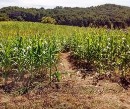 a corn maze