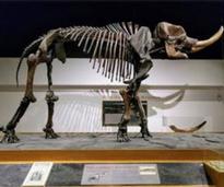 skeleton of Cohoes mastodon 