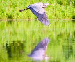 great blue heron flying