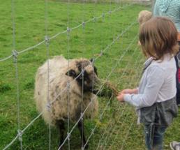child feeding sheep at petting zoo