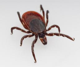 Image of a deer tick