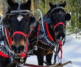 two sleigh horses
