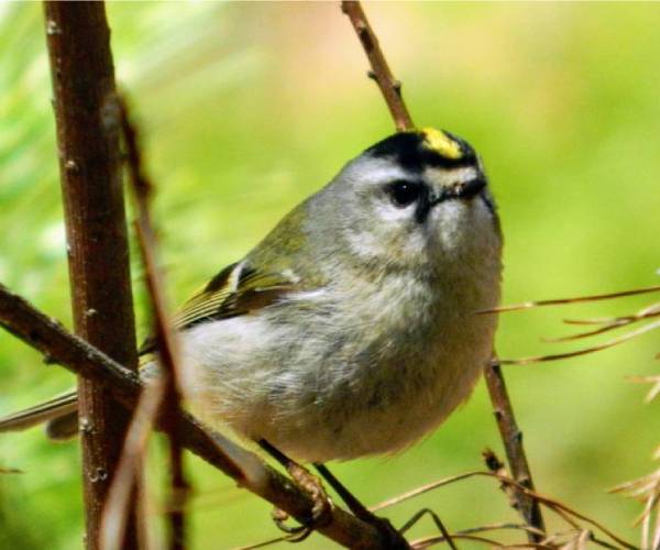 a small bird on a branch