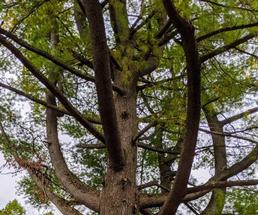 part of a tree