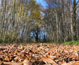empty lot of land with fall leaves and surrounding trees