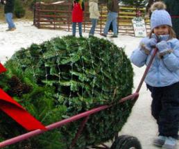 little girl with cut christmas tree