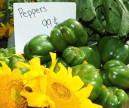 green bell pepper display at farmers market with sign 99 cents