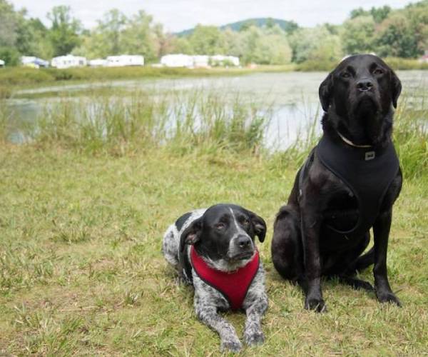 Lake Camping Guide Info, Tips, FAQs & More