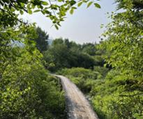 wooded trail path in woods