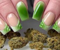 manicured hands with green nails about to pick up cannabis