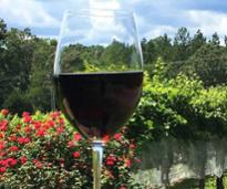 glass of red wine held up in front of vineyard
