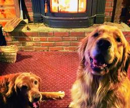 two dogs by fireplace