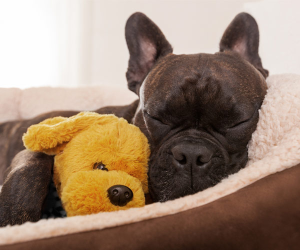 dog sleeping in a bed