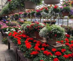 greenhouse filled with flowers and hanging baskets
