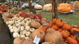 pumpkins on display
