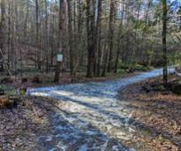 trail with a little bit of snow on it in the woods