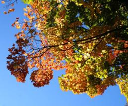 leaves