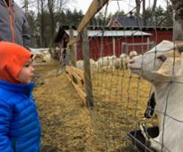 boy and goat look at each other through fence