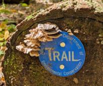 trailmarker on log