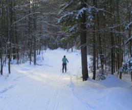 a cross country skier in the woods