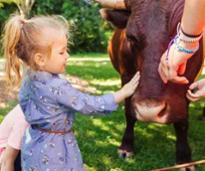little girl pets ox