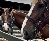 closeup of two horses