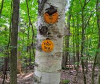 trail markers on a tree