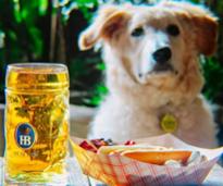 dog looking at beer and plate of food