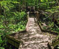 raised path in the woods