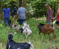 people and goats in the forest