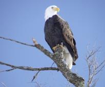 bald eagle on a branch