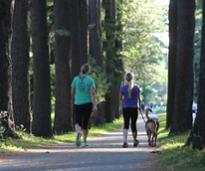 people walking dogs on a path